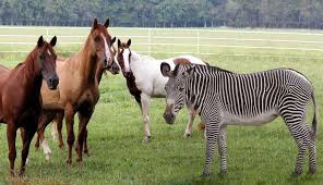 horses zebras similarities